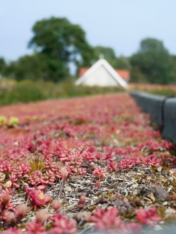 12 plejeboliger Farupvej i Ribe